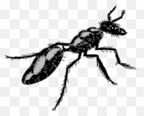 Legs Clipart Ant - Segmented Body Insect Png Download Insects With Segmented Bodies,Ants Png