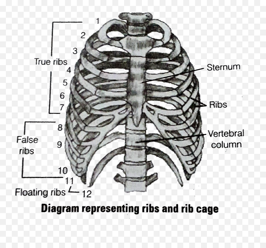 With Respect To Rib Cage Explain The Following U003cbru003e A - Ribs Are Called Bicephalic Png,Rib Cage Png