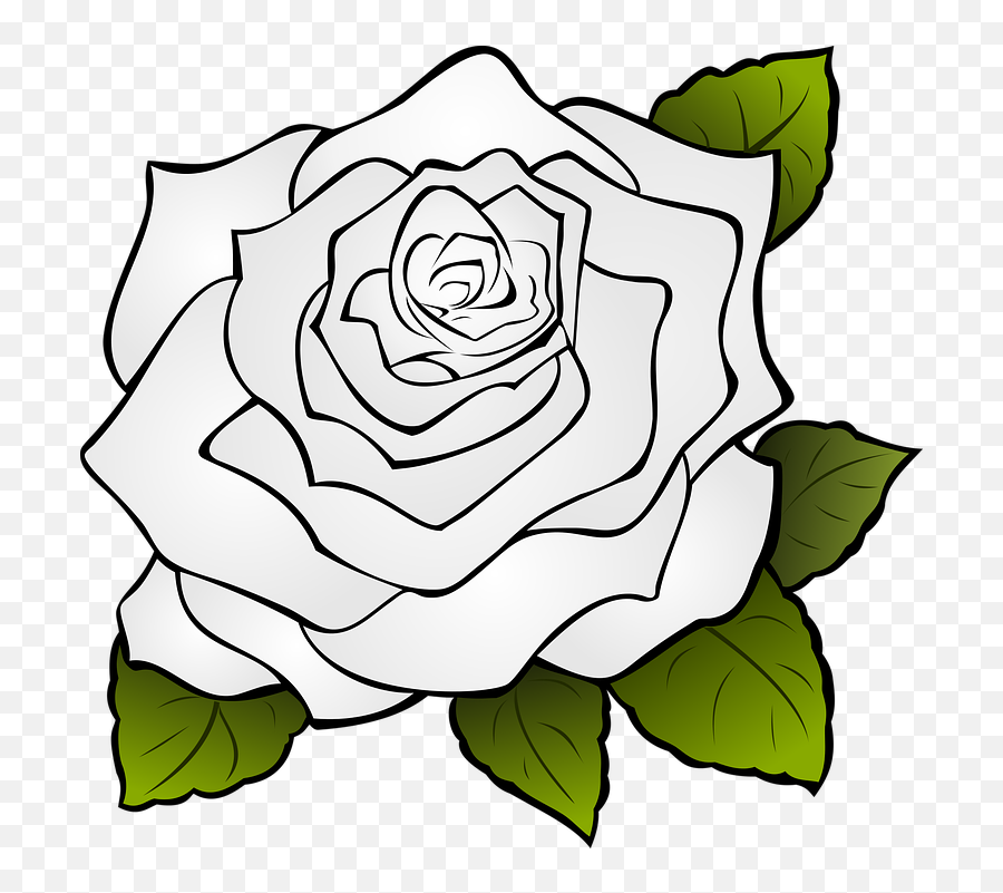 Rose Flower Drawing 11 Buy Clip Art - Rose Drawing Transparent Png,Rose Outline Png