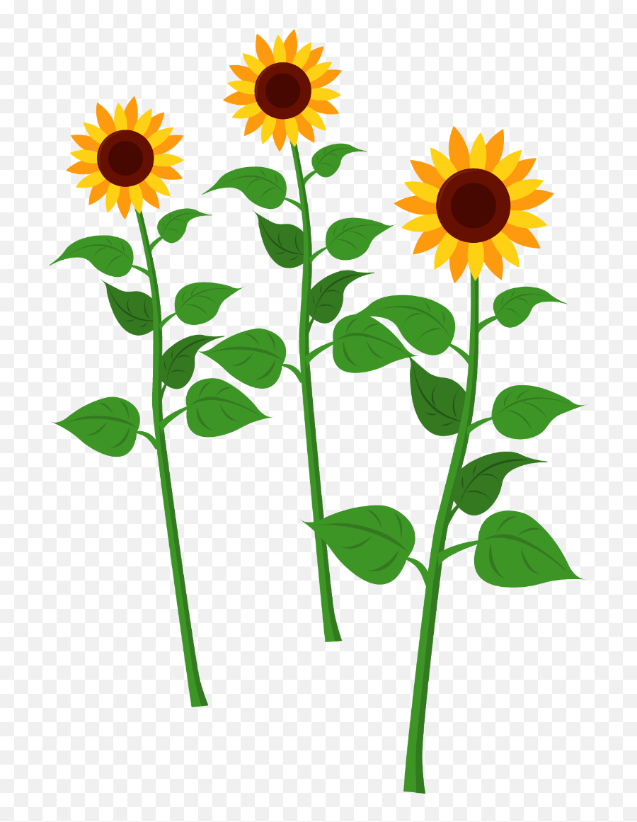 Sunflowers - Sunflower Cartoon Png Transparent,Sunflower Clipart Png - free  transparent png images 