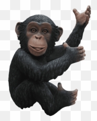 Monkey Chimpanzee Congo Life Size - Life Size Monkey Statue Png,Chimpanzee Png