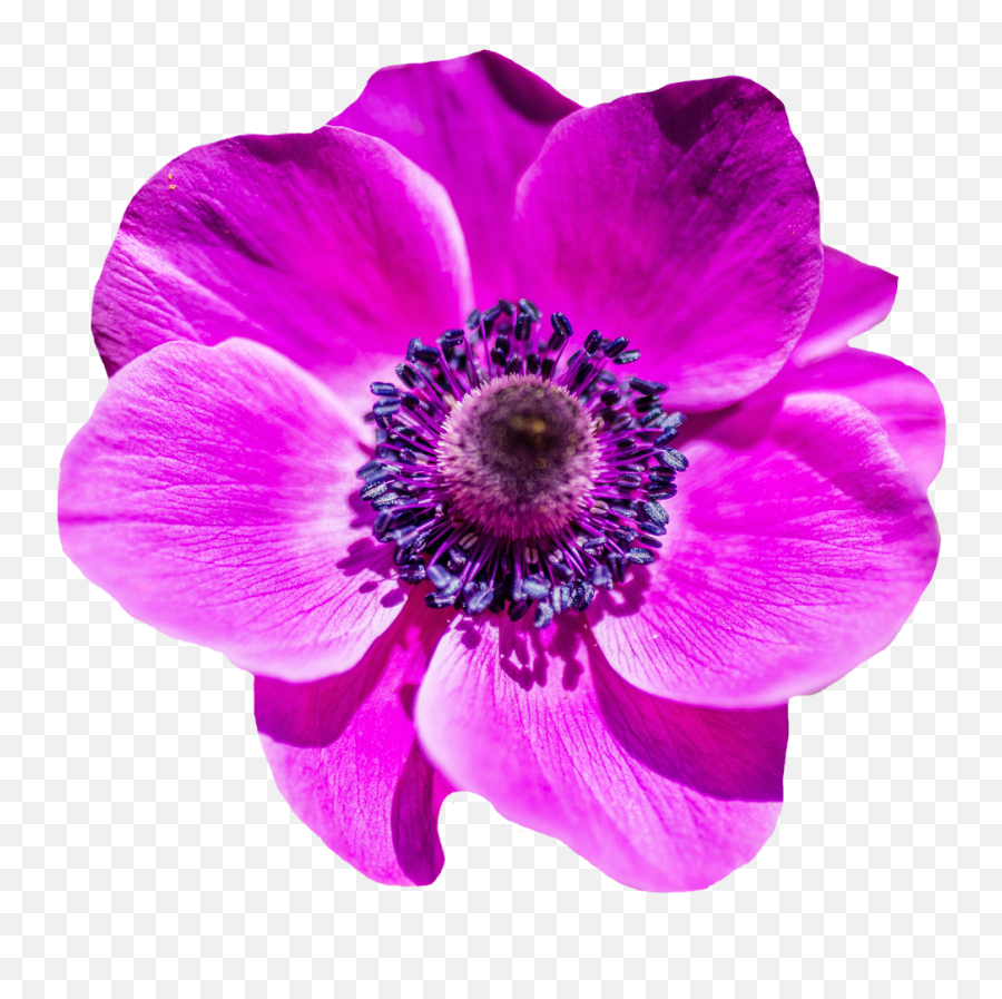 Download Flower Png Image For Free - Transparent Flower Image Png,Purple Flowers Png