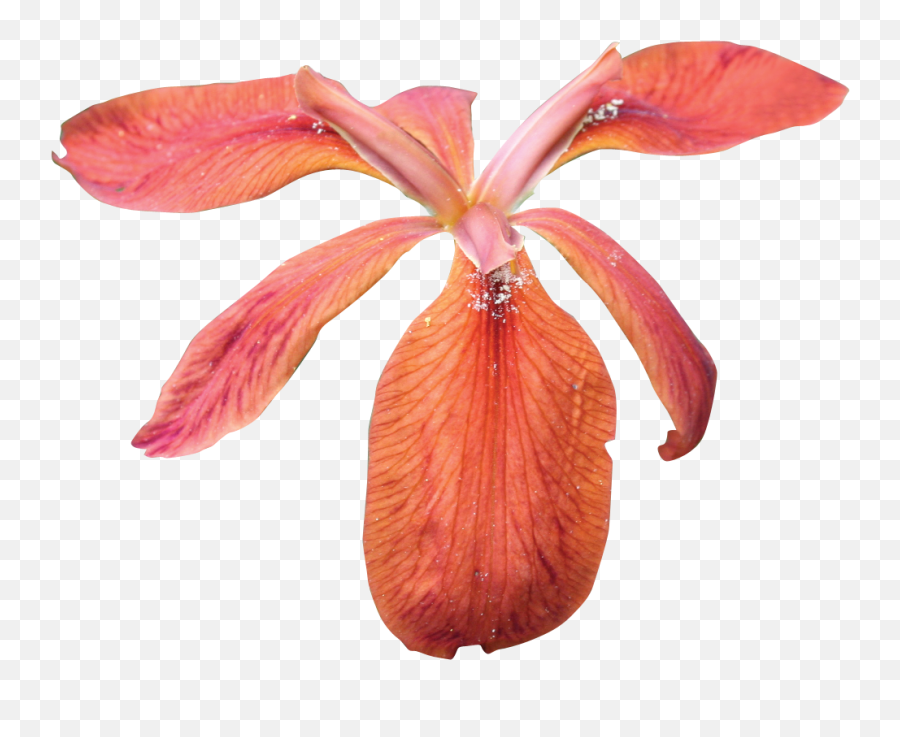 Iris Transparent Png Images - Stickpng Red Iris Flower Transparent,Iris Flower Png