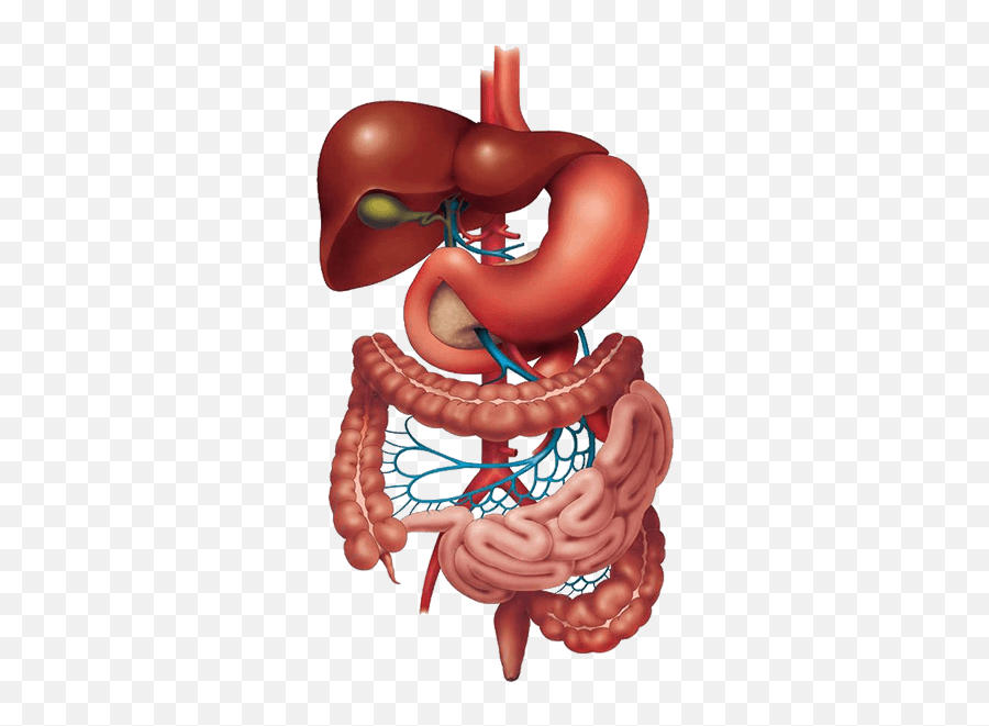 Digestive System Image Quiz - Gastro Liver Png,Digestive System Png