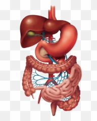 Digestive System Image Quiz - Gastro Liver Png,Digestive System Png