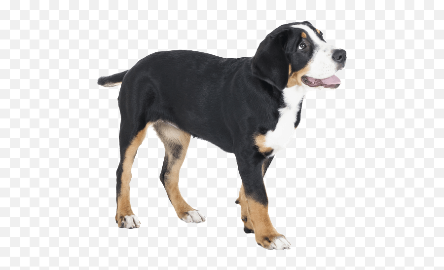 Greater Swiss Mountain Dog Breed Facts And Information - Swiss Mountain Dog Silhouette Png,Dog Paws Png
