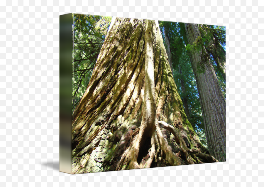 California Redwood Trees Art Prints Forest By Baslee Troutman Fine - Valdivian Temperate Rain Forest Png,Redwood Tree Png