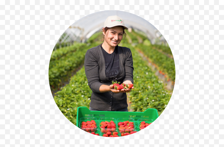Fresa Ecológica - Lingonberry Full Size Png Download Seekpng Superfood,Fresa Png