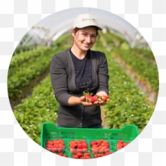 Fresa Ecológica - Lingonberry Full Size Png Download Seekpng Superfood,Fresa Png