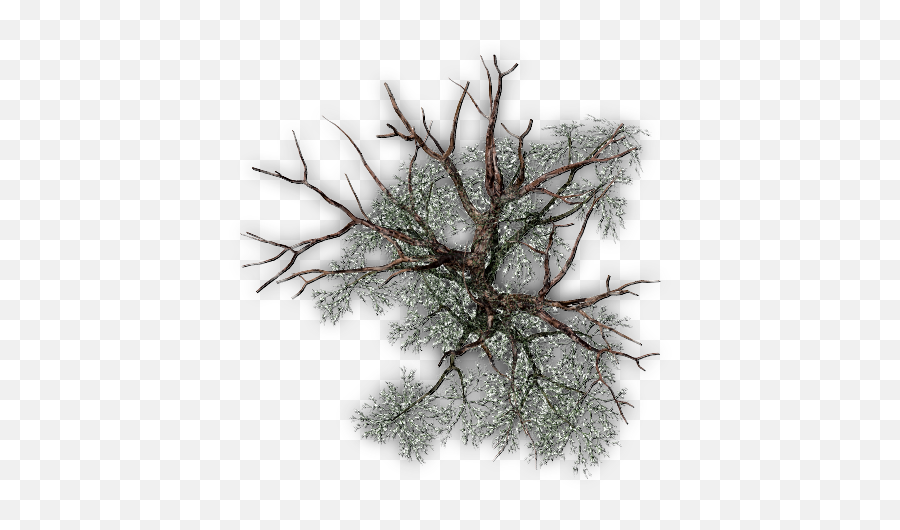 Pond Pine Png Tree From Above