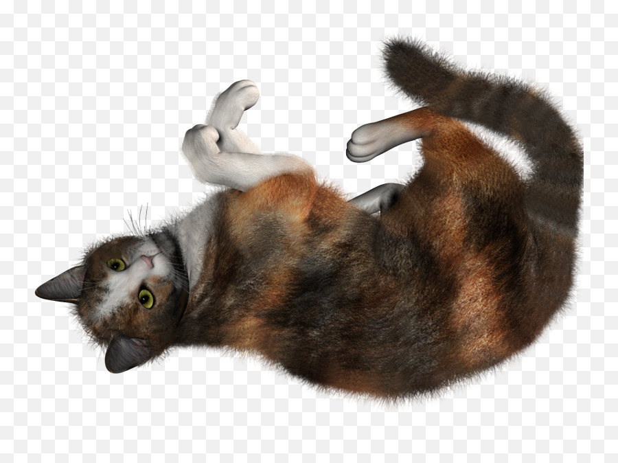 Cat - Kittentransparentpngimagesfreedownload029 Free Cat Rolling Png,Kitten Transparent Background