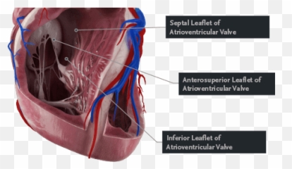 Complete Anatomy - Medical png