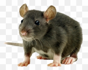 Boarding For Hamsters Rats U0026 Mice - Mouse Png,Rats Png