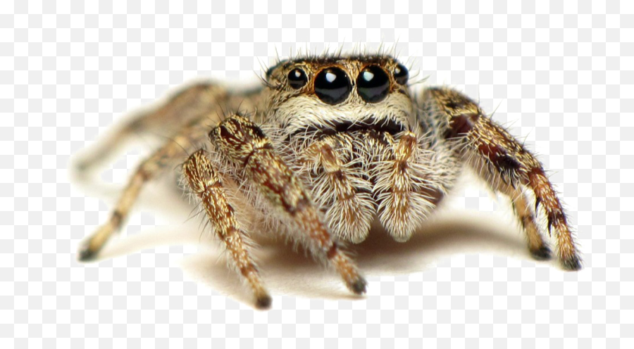 Jumping Spider Transparent Images - Cute Jumping Spider Png,Spider Transparent