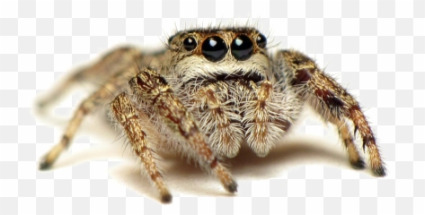 Jumping Spider Transparent Images - Cute Png