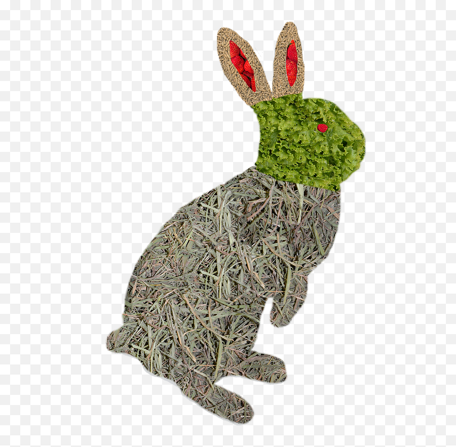 Food Morabbit - Swamp Rabbit Png,Food Pyramid Png