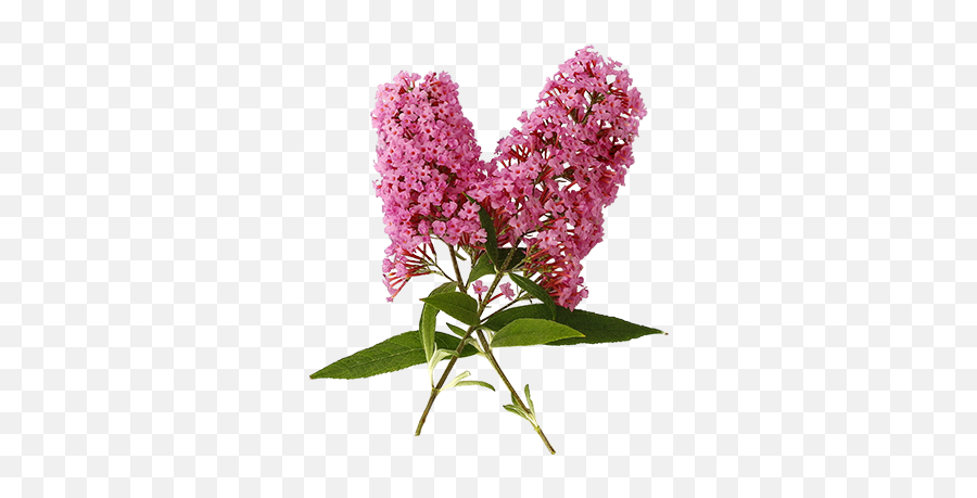 Download Hd Butterfly Bush - Butterfly Pink Butterfly Bush White Background Png,Bush Transparent Background