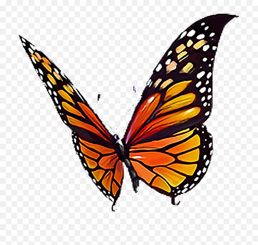 Butterfly Orange Black Yellow White Butterflylove - Orange Yellow And Black Butterfly Png,Monarch Butterfly Png