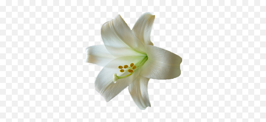 Download Lily Transparent Hq Png Image - Easter Lily Transparent Background,Lily Transparent Background