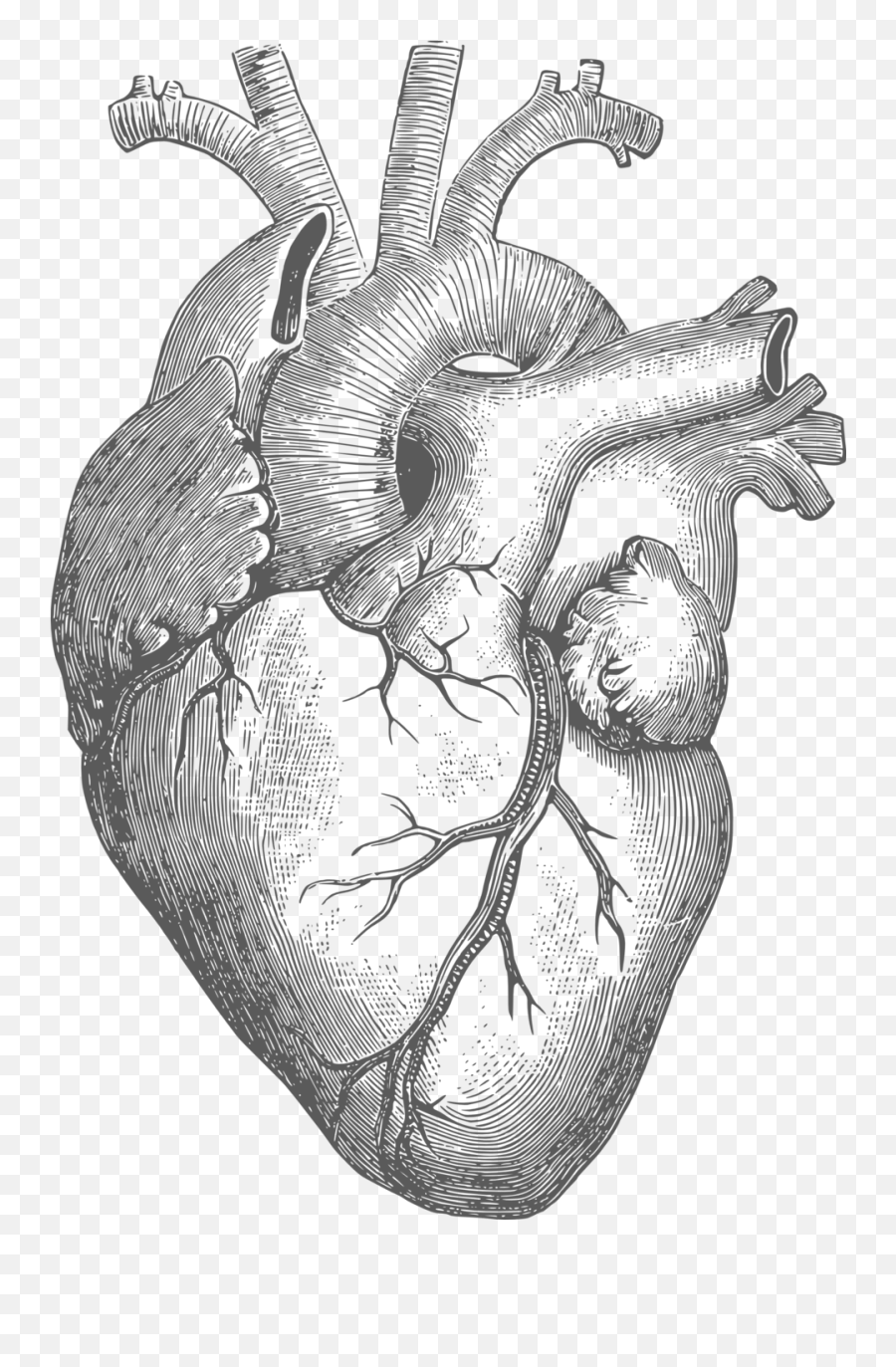 Download Diagram Organ Free Commercial - Human Heart Drawing Png,Heart Organ Png