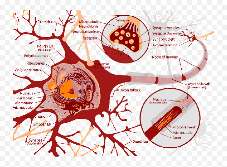 Download Mb Imagepng - Congenital Insensitivity To Pain Neurotransmitters In A Motor Neuron,Chromosome Png