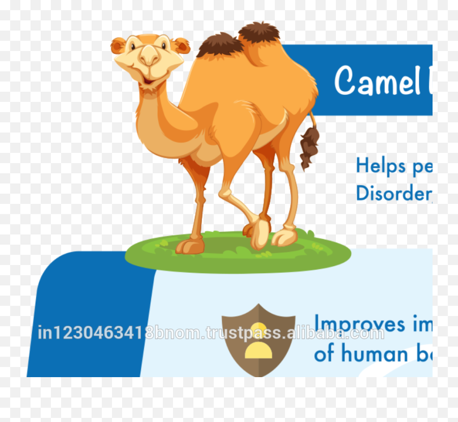 Camel Milk For Low Fat U0026 Cholesterol Of The Body 500g - Clipart Camel Png,Camel Transparent