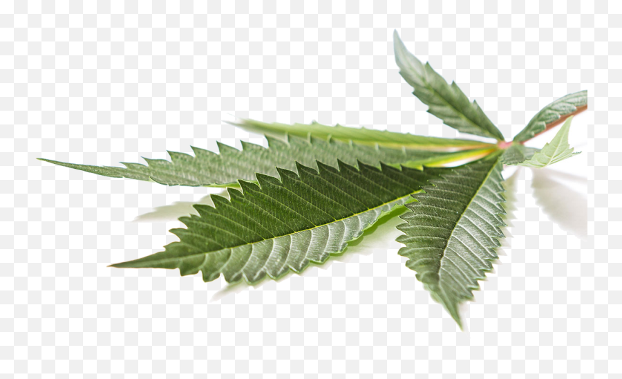 Weedhub Licensed Producers Canadian Marijuana Companies - Hemp Leaf Png Transparent,Pot Leaf Transparent