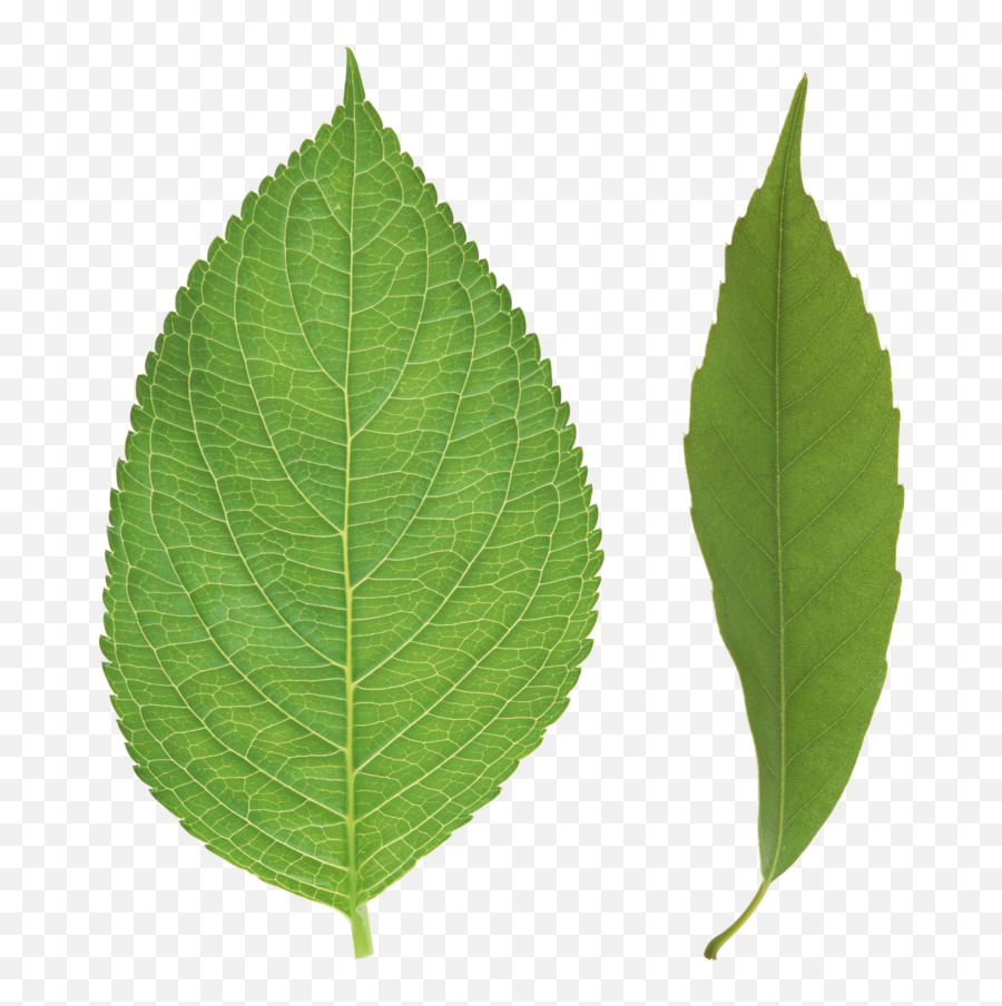 Png Leaves - Download Tree Leaf Image Png,Leaves Transparent Background