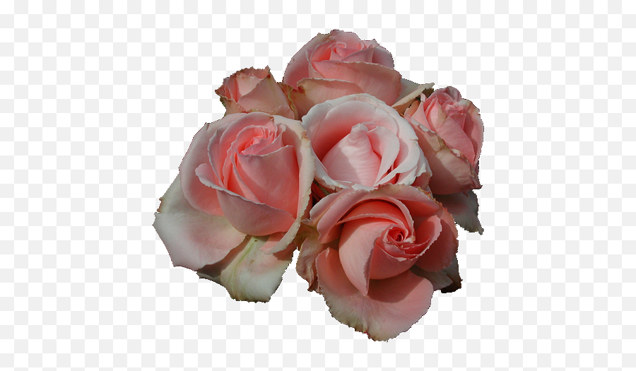 Transparent Pink Rose Picture - Just Our Pictures Of Roses Rose Png,Pink Roses Png