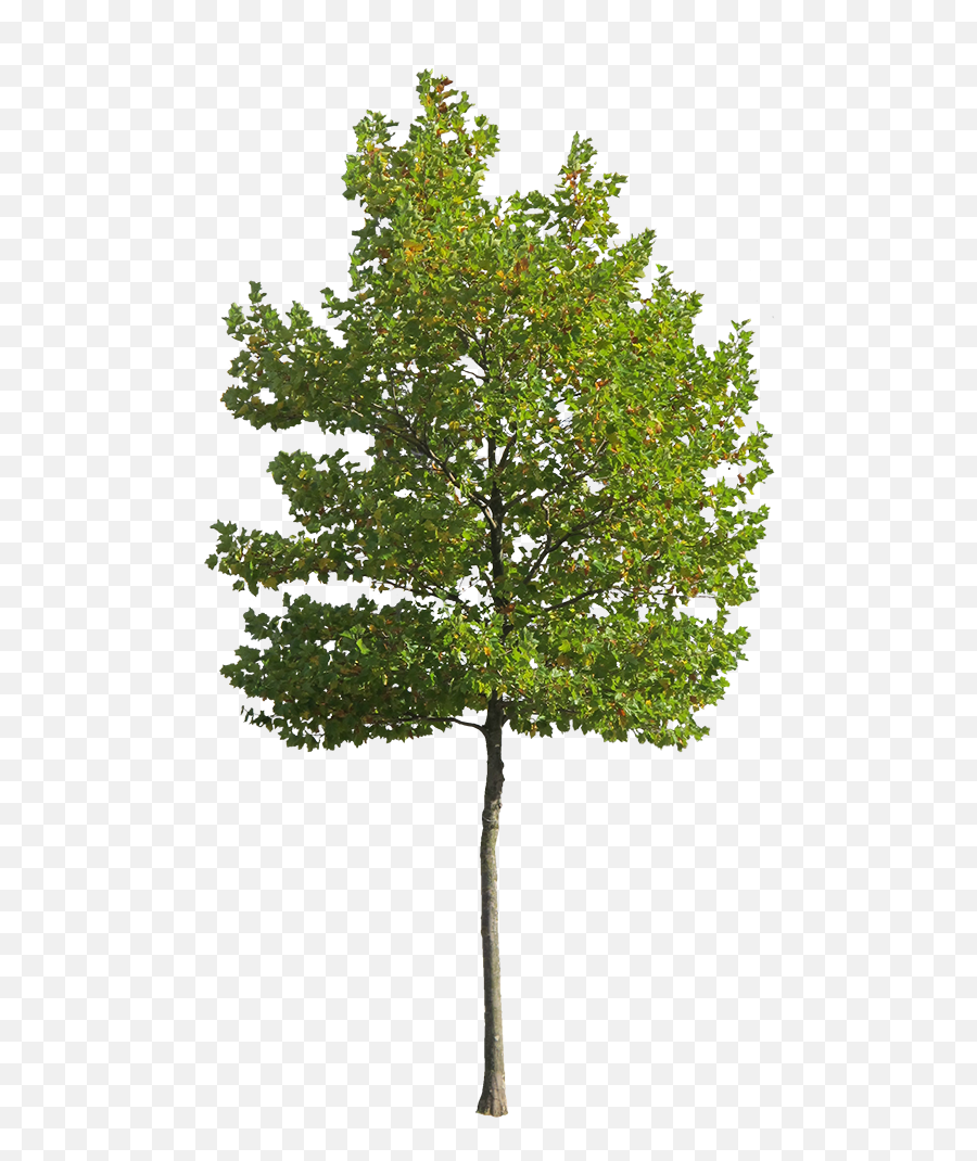Vi - Transparent Background Tree Png,Tree Cutout Png