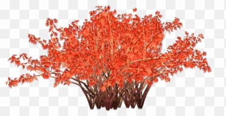 Download Hd Shrub Transparent Png Image - Red Bush Psd