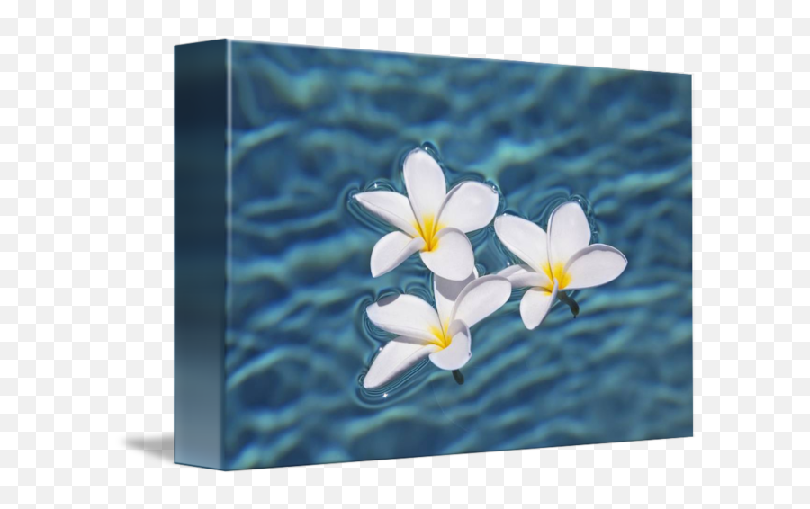 Plumeria Flowers Floating In Clear Blue Water By Design Pics - Frangipani Png,Plumeria Flower Png