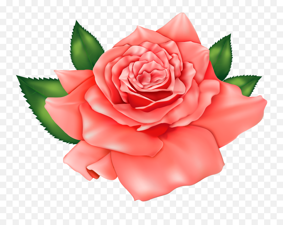 Rose Flower Png Images Picture - Beautiful Rose Png Hd,Rose Flower Png