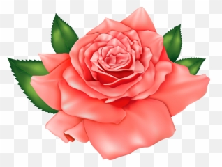 Rose Flower Png Images Picture - Beautiful Rose Png Hd,Rose Flower Png