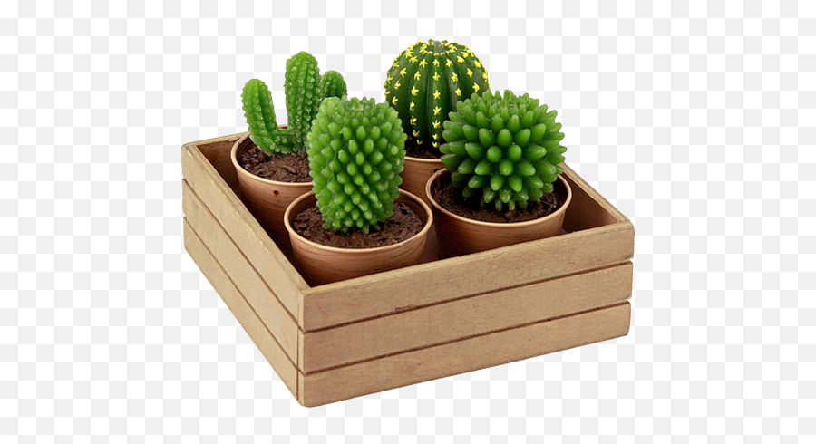 Cactus Png Image - Cactus Png,Cactus Png