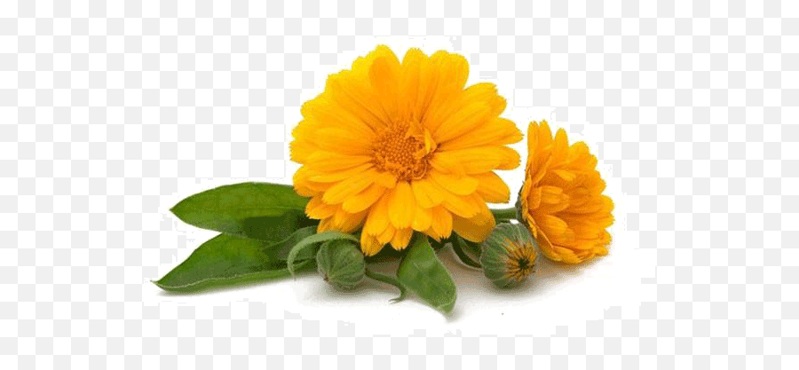 Calendula U2013 Skin Conditions - Ulcerative Colitis Natural Treatment Png,Marigold Png