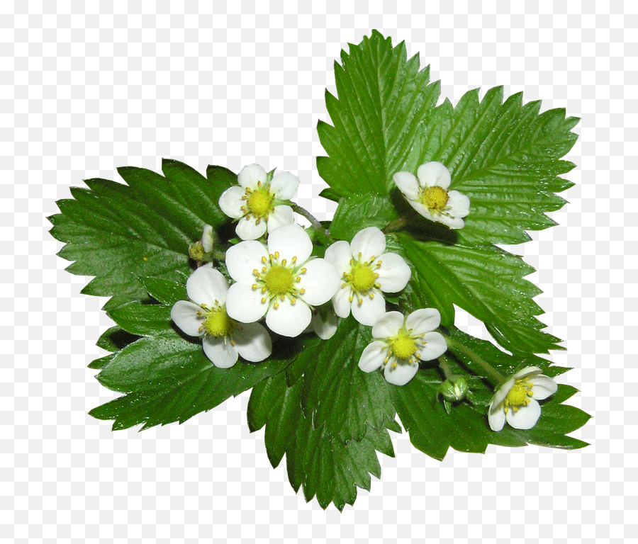 Strawberry Flowers Alpine Ground - Plants Png,Ground Cover Png