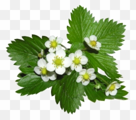Strawberry Flowers Alpine Ground - Plants png