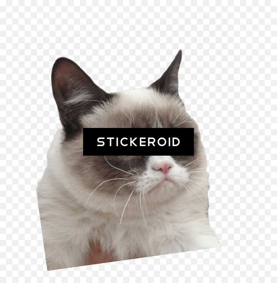 Download Grumpy Cat - Asian Png,Grumpy Cat Png