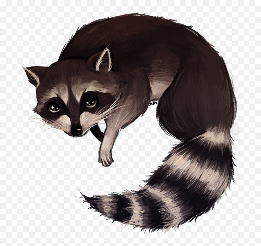 Download Http - Img Photobucket Raccoon Drawing Png Racoon Drawing Png,Raccoon Transparent Background