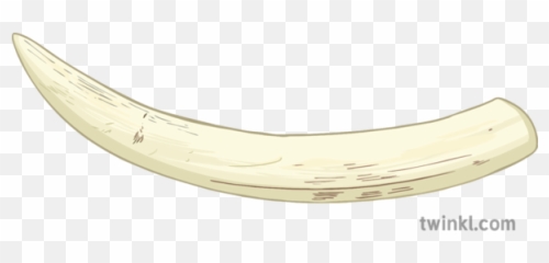 Ivory Tusk Animal Hunting History Ks3 - Ivory Elephant Tusk Png,Tusk Png