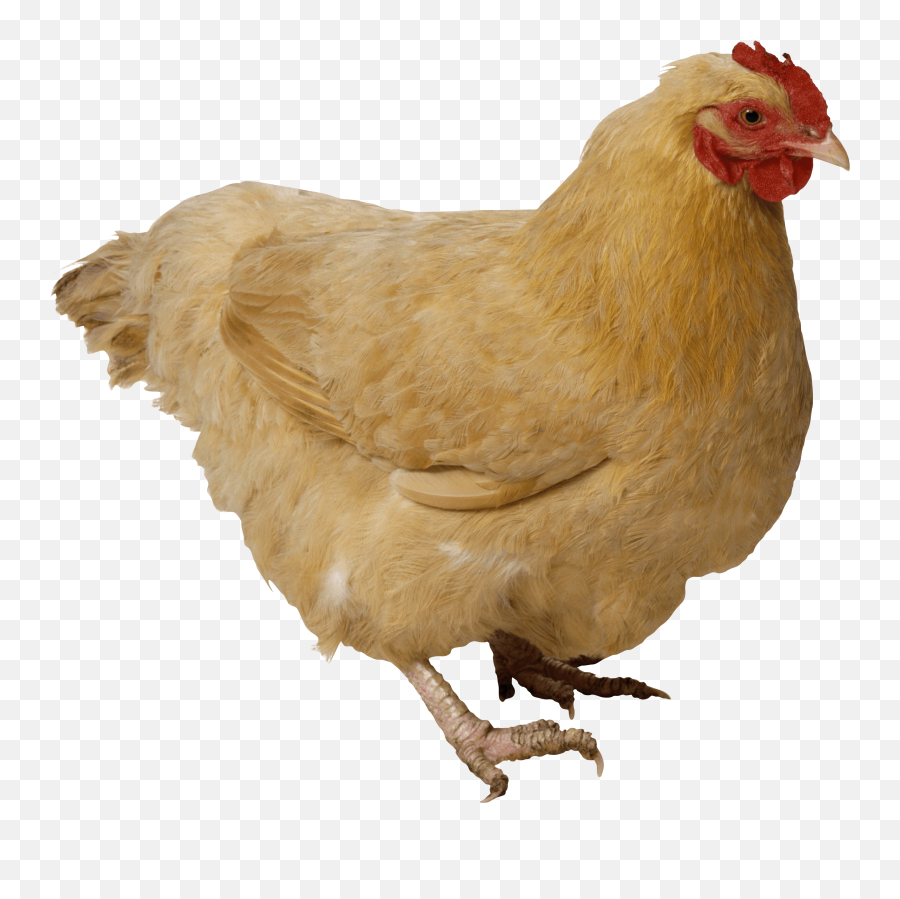 Brown Transparent Png - Chicken Transparent Png,Transparent Pictures