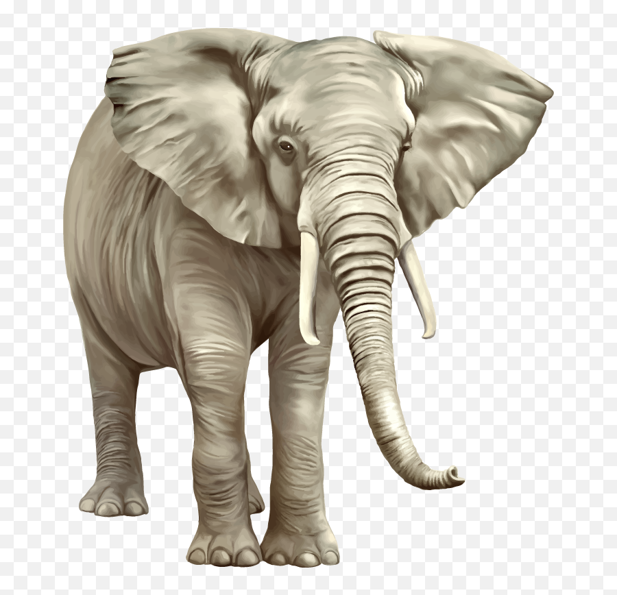 Elephant Transparent Image - Newspaper Watercolor Png,Elephant Transparent