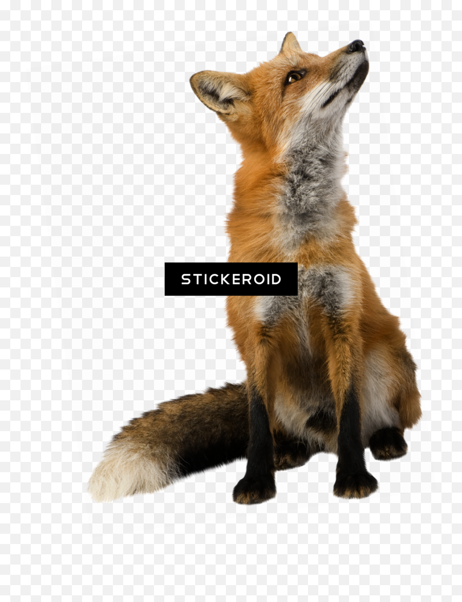 Fox Images Transparent Background Png - Transparent Backgrounds Png Transparent Clipart Fox,Fox Transparent Background