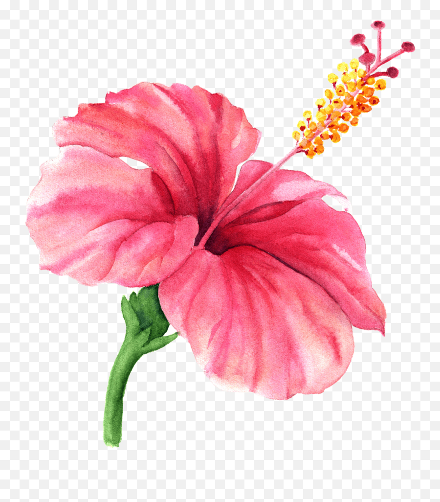 Hibiscus Watercolor Clipart Png