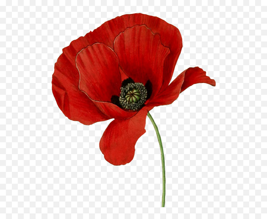 Help Otleys Poppy Effort - We Will Remember Them Poem Png,Poppies Png