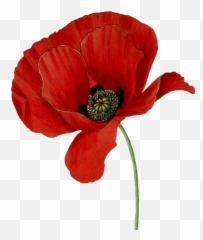 Help Otleys Poppy Effort - We Will Remember Them Poem Png,Poppies Png
