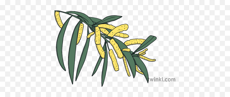 Acacia Binervia Plant Ks1 Illustration - Twinkl Drawing Png,Acacia Tree Icon
