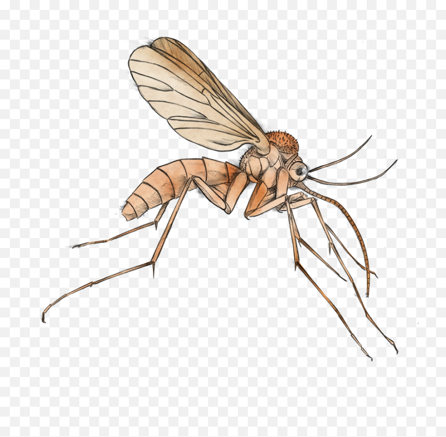 Mosquito Clipart Png - Mosquito Of Malaria Clipart,Mosquito Transparent