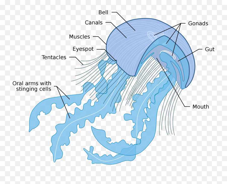 Fileanatomy Of A Jellyfishsvg - Wikimedia Commons Jellyfish Diagram Png,Jellyfish Icon